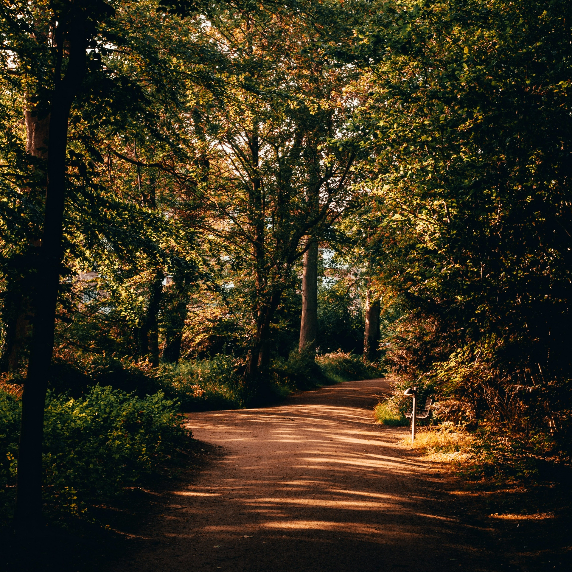 Waldweg mit Bäumen und Sonnenlicht im Herbst