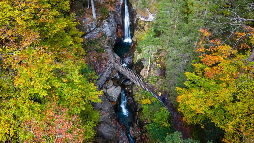Herbstlicher Wald mit Wasserfall und gesicherten Holzwegen aus der Vogelperspektive