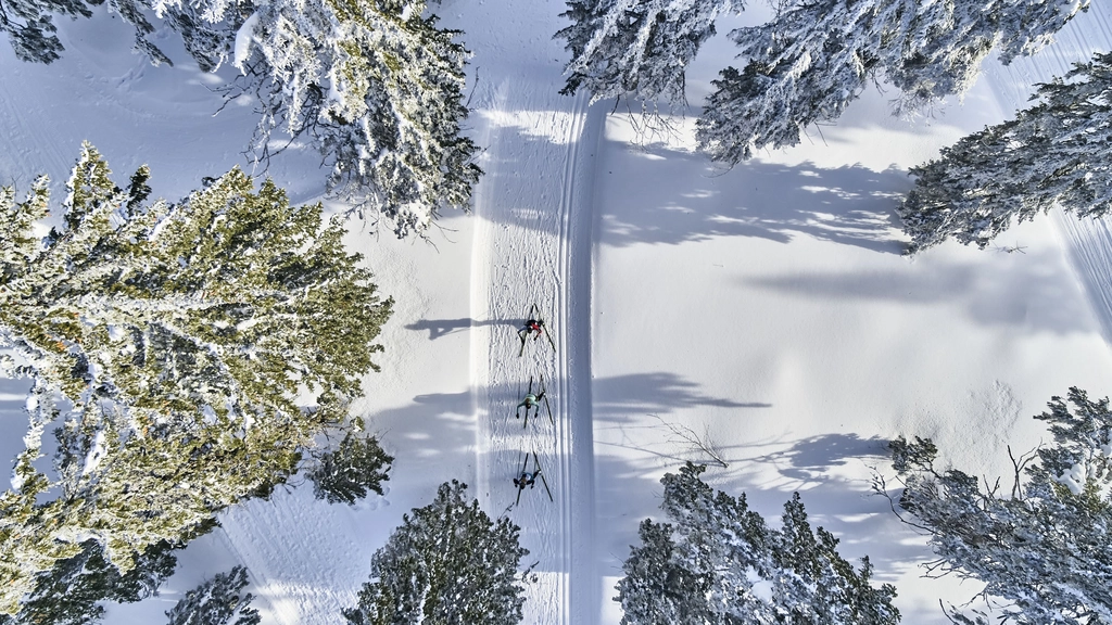 Skilangläufer auf schneebedecktem Waldweg umgeben von verschneiten Bäumen